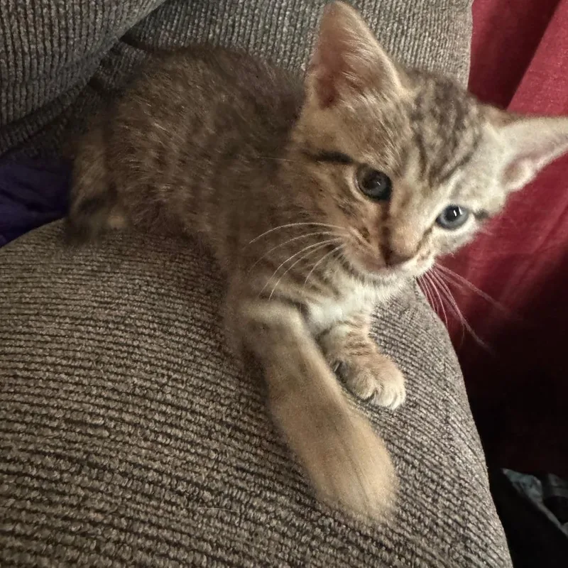 A baby small-sized male Gray / Blue / Silver Domestic Short Hair cat named Dean for adoption in Hemet, CA