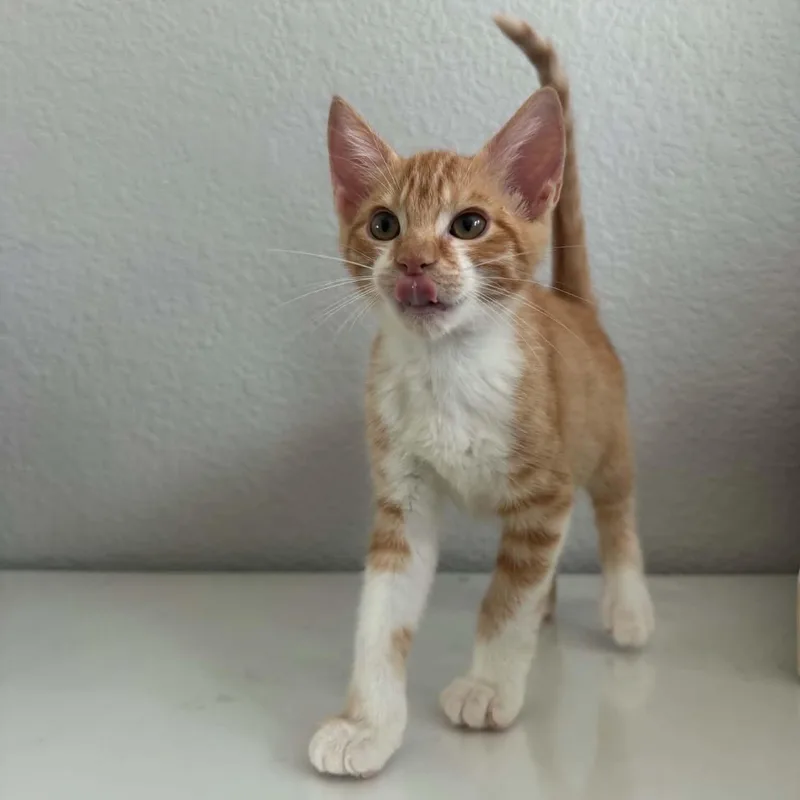 A baby small-sized male Orange & White Tabby cat named Pumpkin Spice for adoption in Antioch, CA