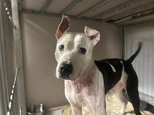 An adult medium-sized male Mixed Breed dog named Snowbean for adoption in New York, NY