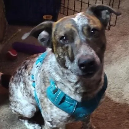 An adult medium-sized male White / Cream Cattle Dog dog named Red for adoption in Houston, TX