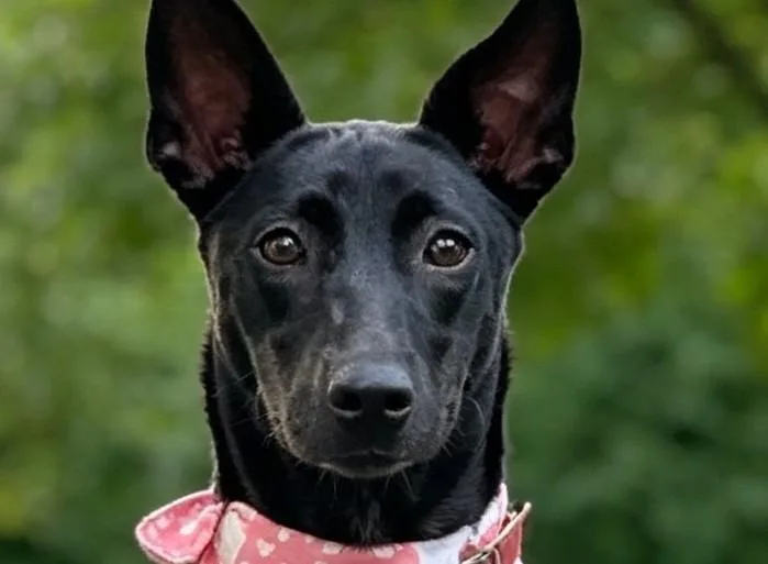 A young medium-sized female Black Mixed Breed dog named YoYo for adoption in Hacienda Heights, CA