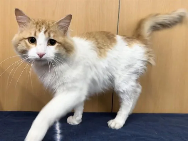A young small-sized male Domestic Medium Hair cat named Colby for adoption in Saint Louis, MO