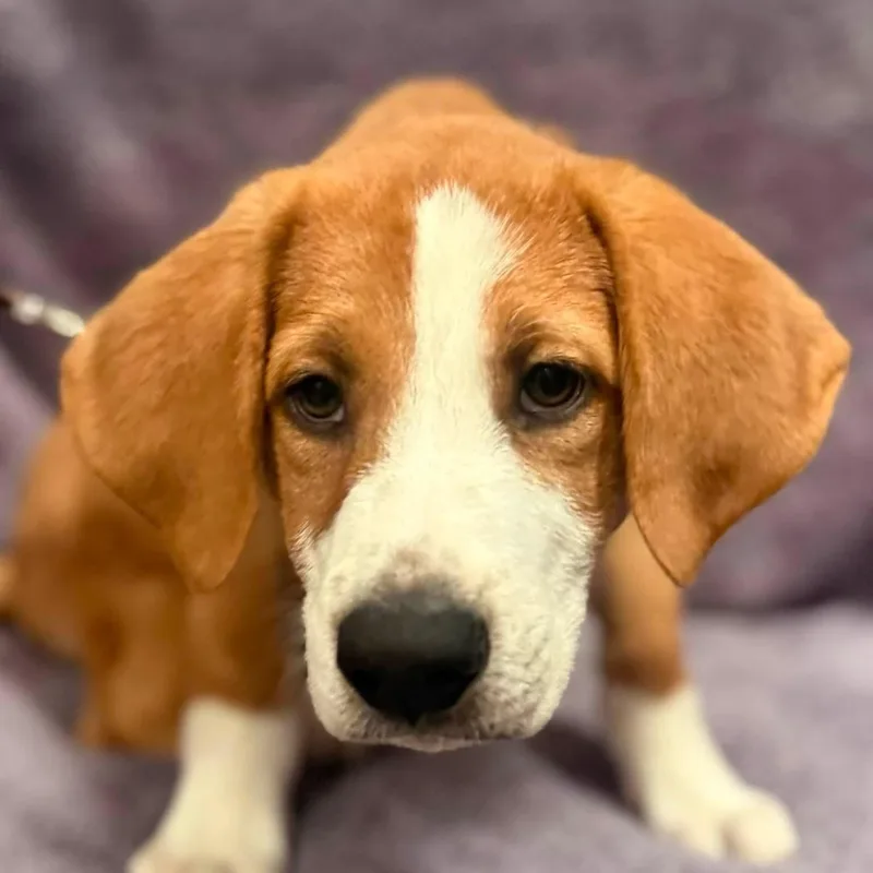 A baby medium-sized male Brown / Chocolate Basset Hound dog named Randy for adoption in Albany, NY