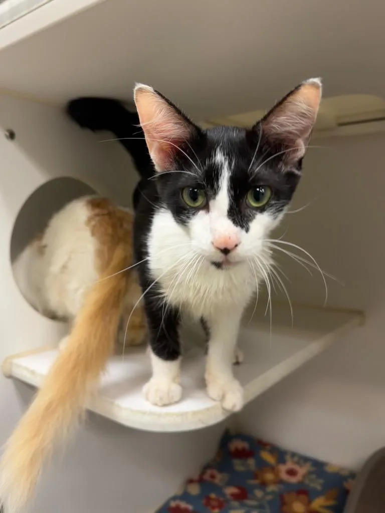A young medium-sized male Domestic Medium Hair cat named Mario for adoption in Johnson City, TN