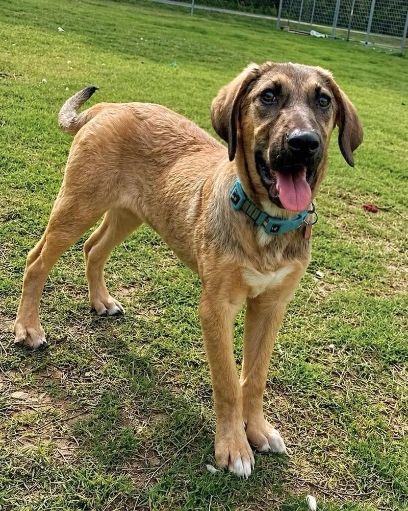A baby large-sized female Shepherd dog named Plum for adoption in Princeton, MA