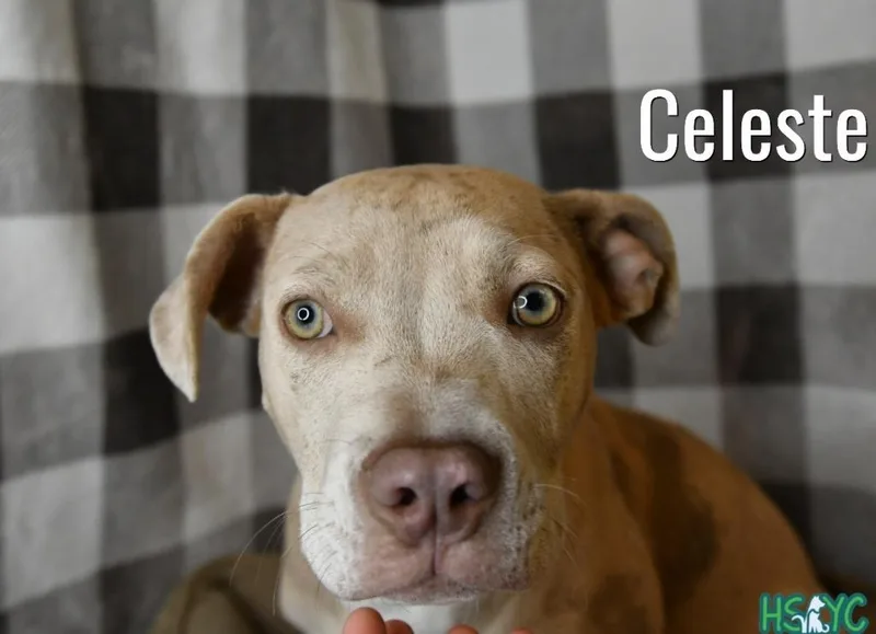 Celeste thumbnail 2