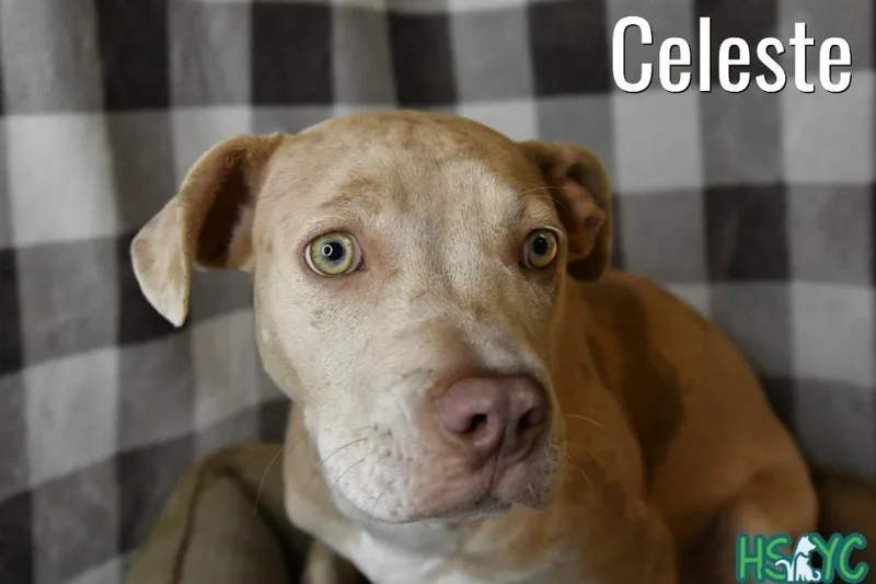 Celeste thumbnail 3