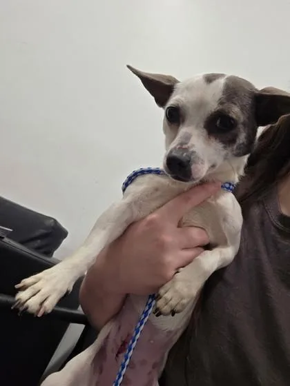 An adult small-sized female Chihuahua dog named Shelby for adoption in West Chester, PA