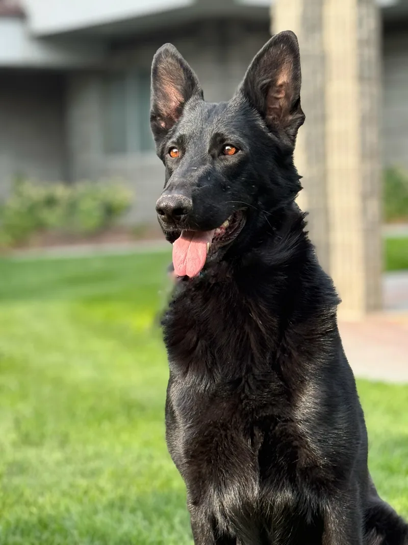 An adult large-sized female German Shepherd Dog dog named Moxie for adoption in Twin Falls, ID
