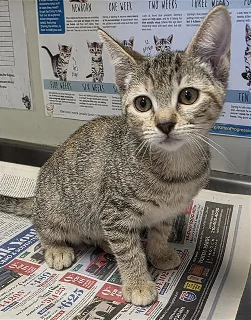 A baby small-sized female Domestic Short Hair cat named Daisy for adoption in San Antonio, TX