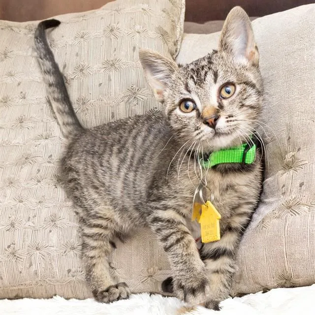 A baby small-sized male Domestic Short Hair cat named Moe for adoption in St. Louis, MO