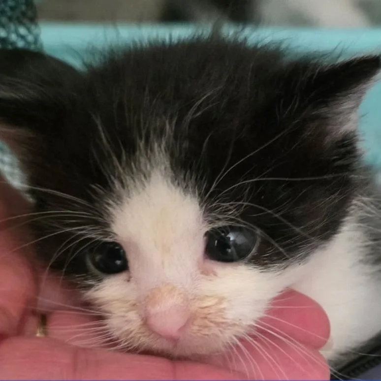 A baby small-sized male Black Domestic Short Hair cat named Black Bart for adoption in Gloucester, VA