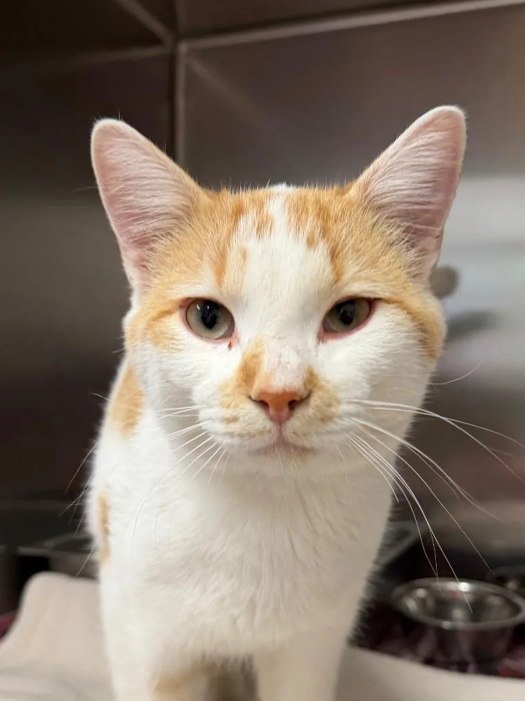 A young medium-sized male Domestic Short Hair cat named Qibli for adoption in Amery, WI