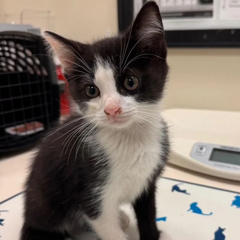 A baby small-sized male Black Domestic Short Hair cat named Sleek for adoption in Lynchburg, VA