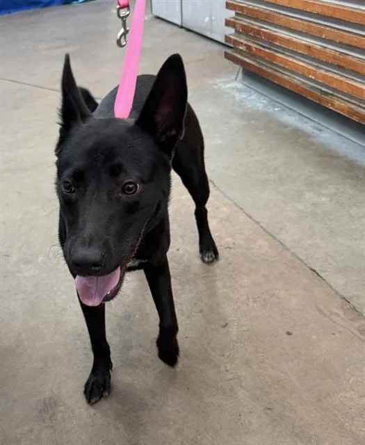 A young medium-sized male Mixed Breed dog named Cookie for adoption in Dallas, TX