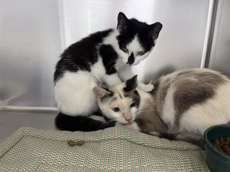 An adult small-sized female Domestic Short Hair cat named Atlanta for adoption in Ferndale, MI