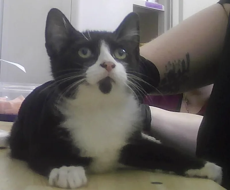 A baby small-sized female Black & White / Tuxedo Domestic Short Hair cat named Toucan for adoption in Anoka, MN