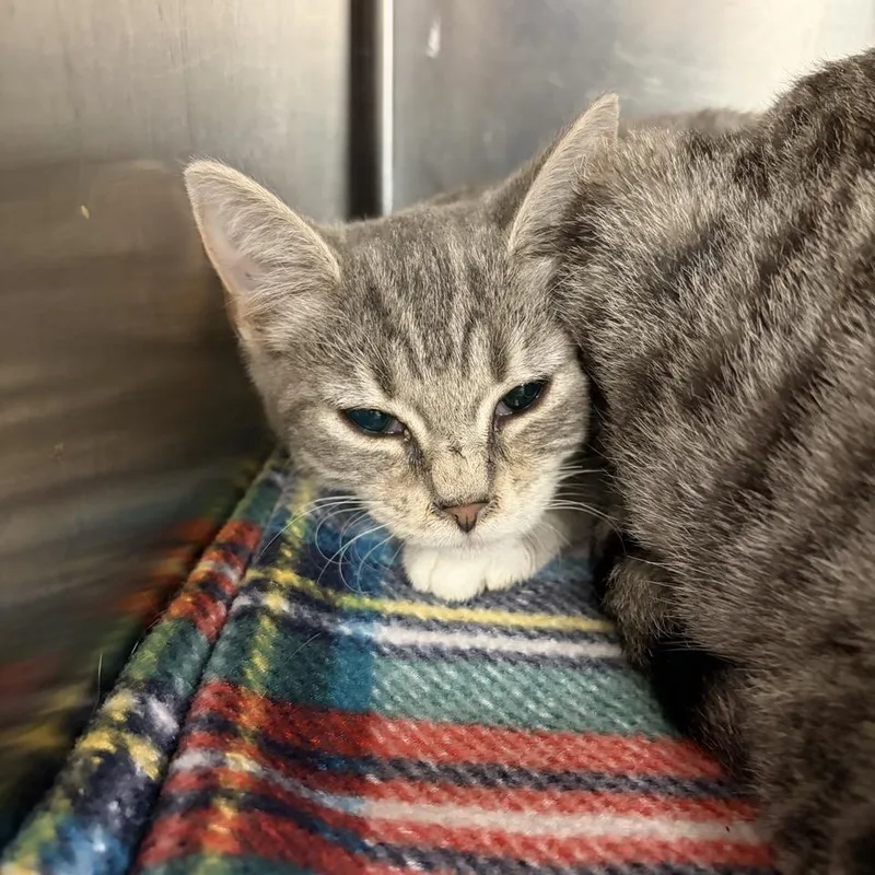 A baby small-sized female Gray / Blue / Silver Domestic Short Hair cat named Cadillac for adoption in Ashtabula, OH