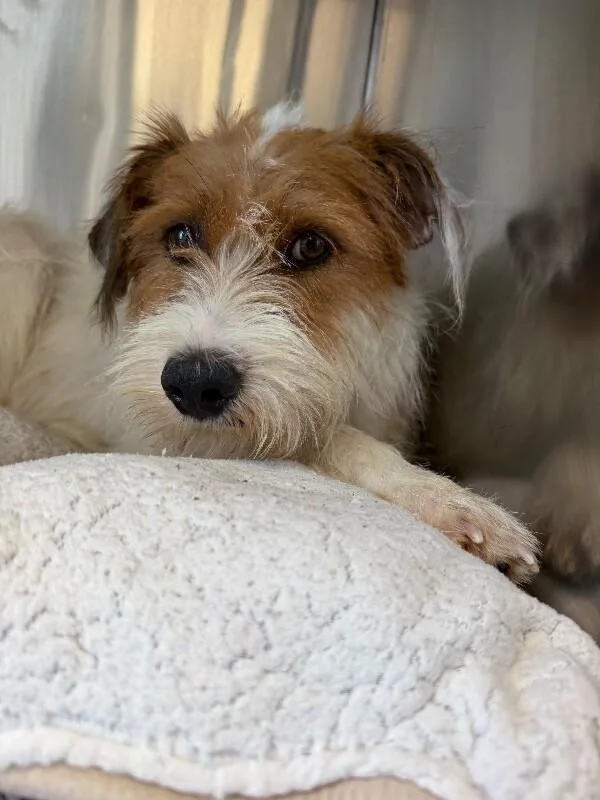 An adult medium-sized female Yellow / Tan / Blond / Fawn Wirehaired Terrier dog named Willow for adoption in Aiken, SC