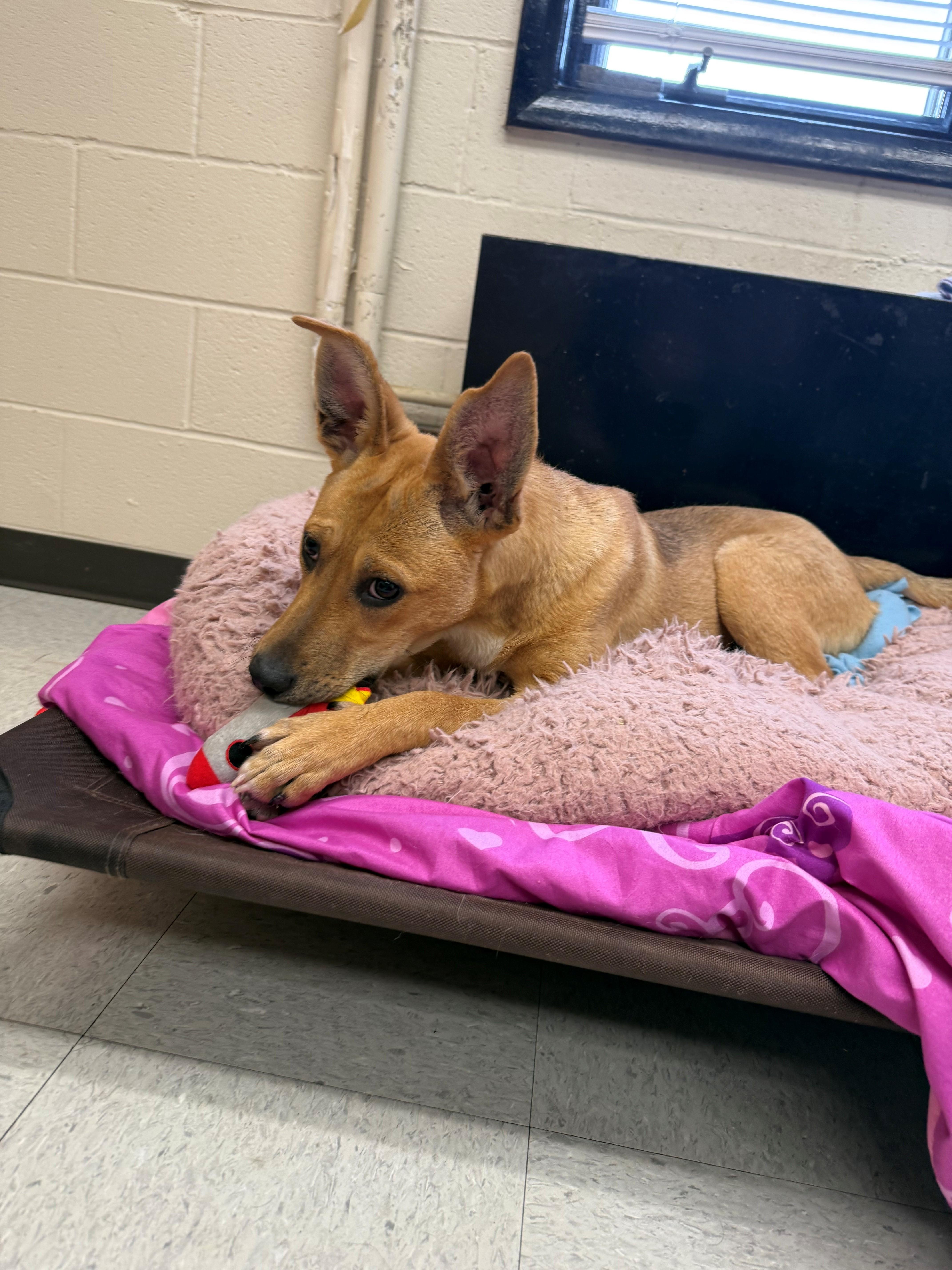 A young medium-sized male Golden Shepherd dog named Ice Man for adoption in Oakland, MD