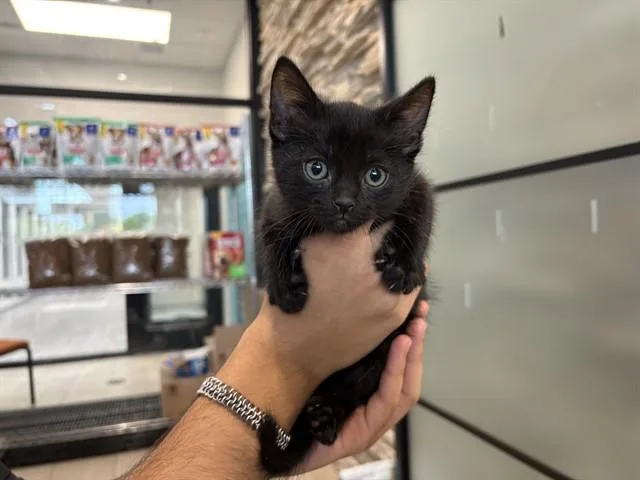 A baby small-sized male Domestic Short Hair cat named Monkey for adoption in Garland, TX