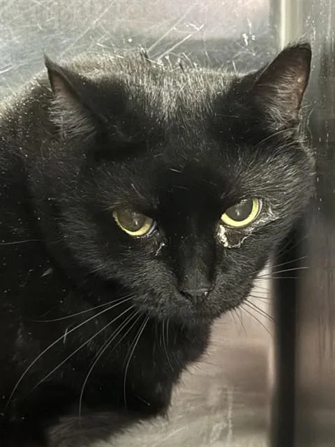 An adult medium-sized female Domestic Short Hair cat named Magic for adoption in Dallas, TX