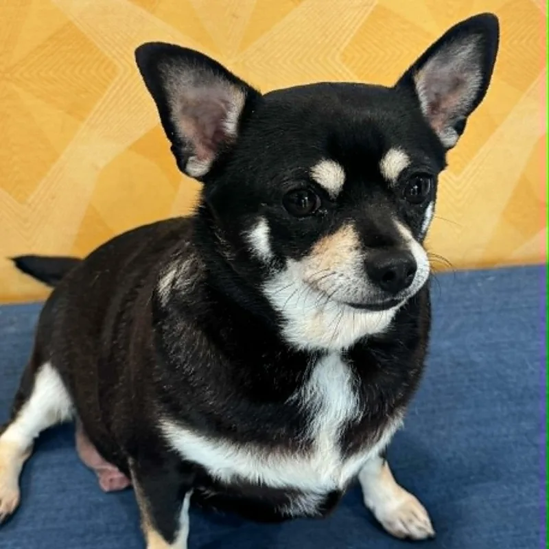 An adult small-sized female Chihuahua dog named Daphne for adoption in Danbury, CT