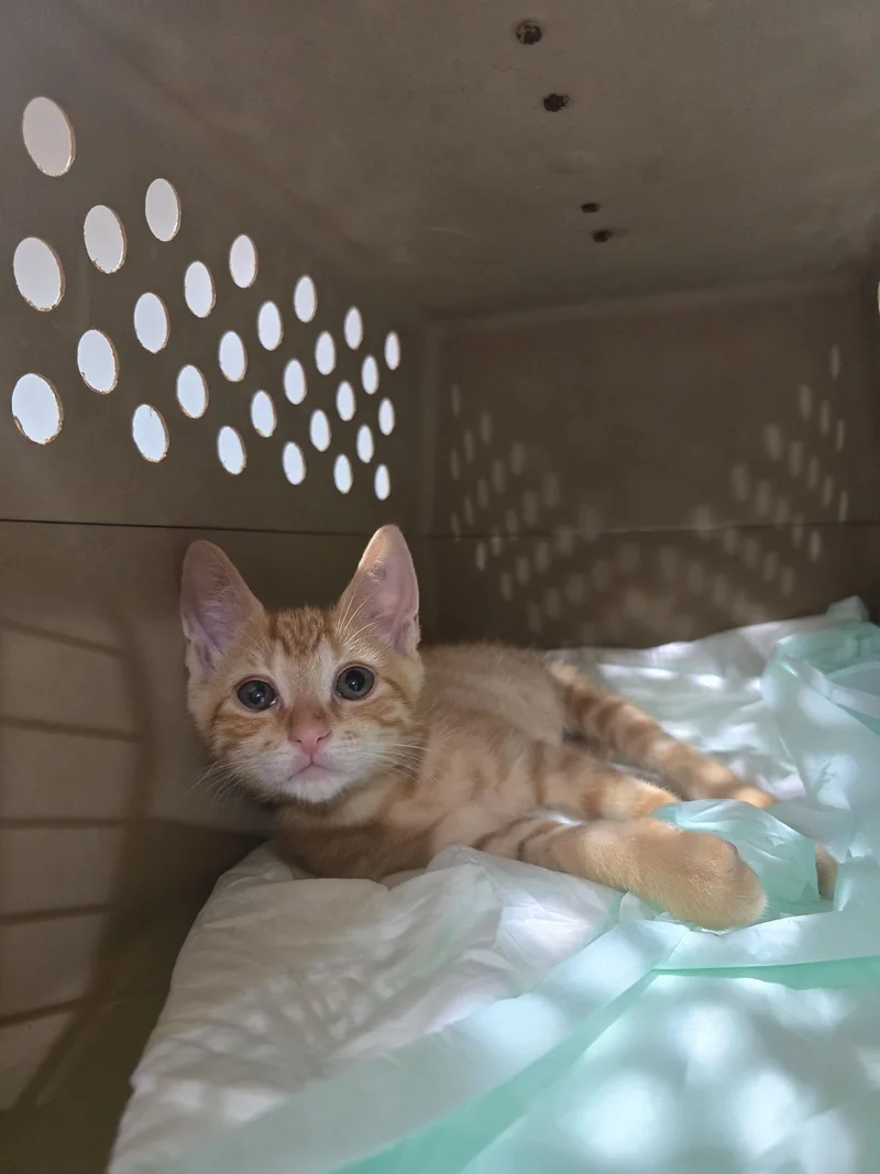 A young small-sized male Tabby cat named SIR ginger Gandalf and for adoption in Perth Amboy , NJ