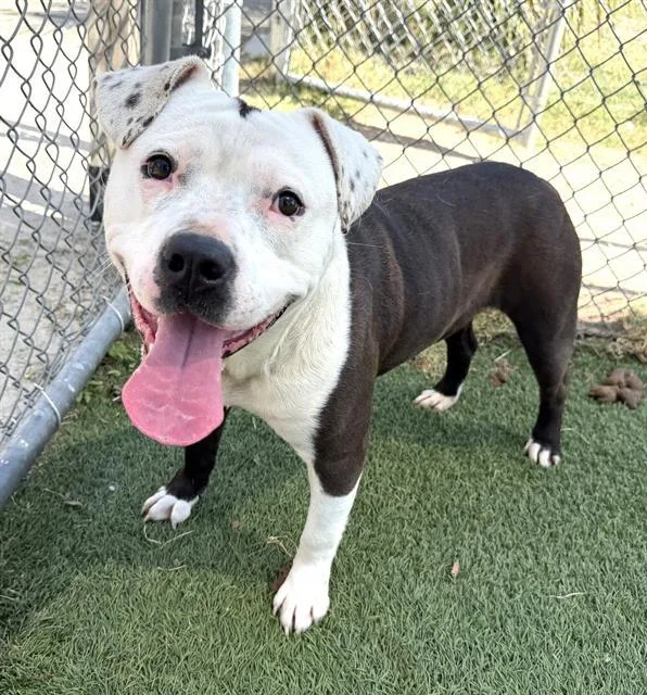 An adult medium-sized male Mixed Breed dog named Prince for adoption in Columbia, SC