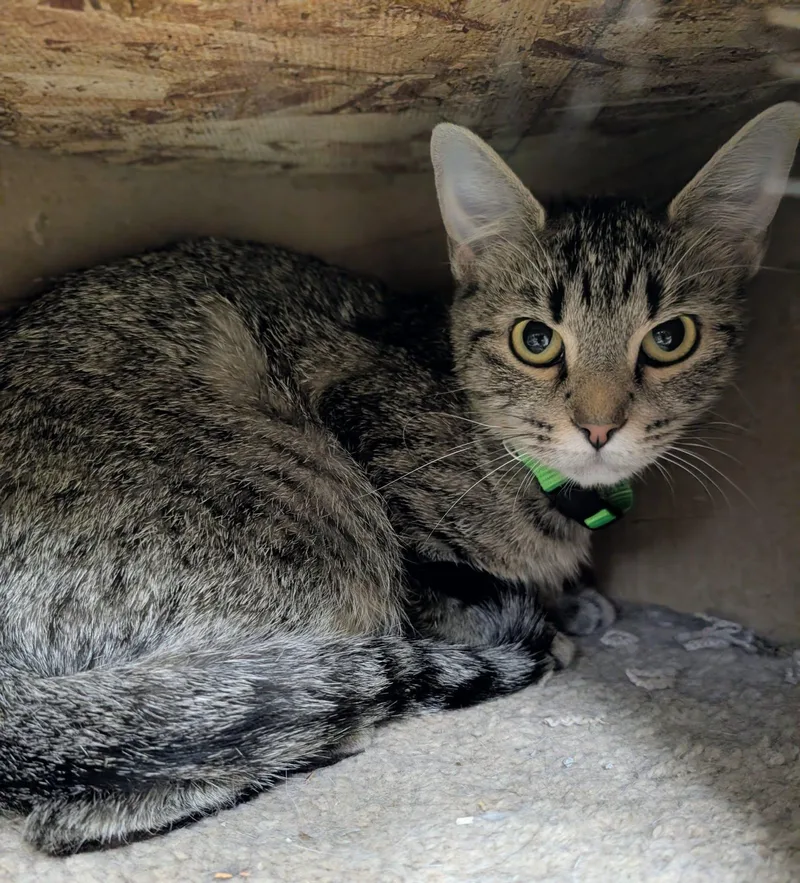 An adult medium-sized female Domestic Short Hair cat named Ozempic for adoption in Newburgh, IN