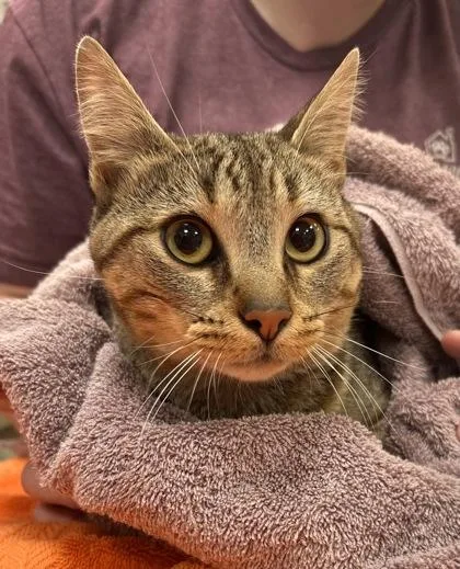 A young medium-sized male Domestic Short Hair cat named Luke Skywhisker for adoption in Fishers, IN