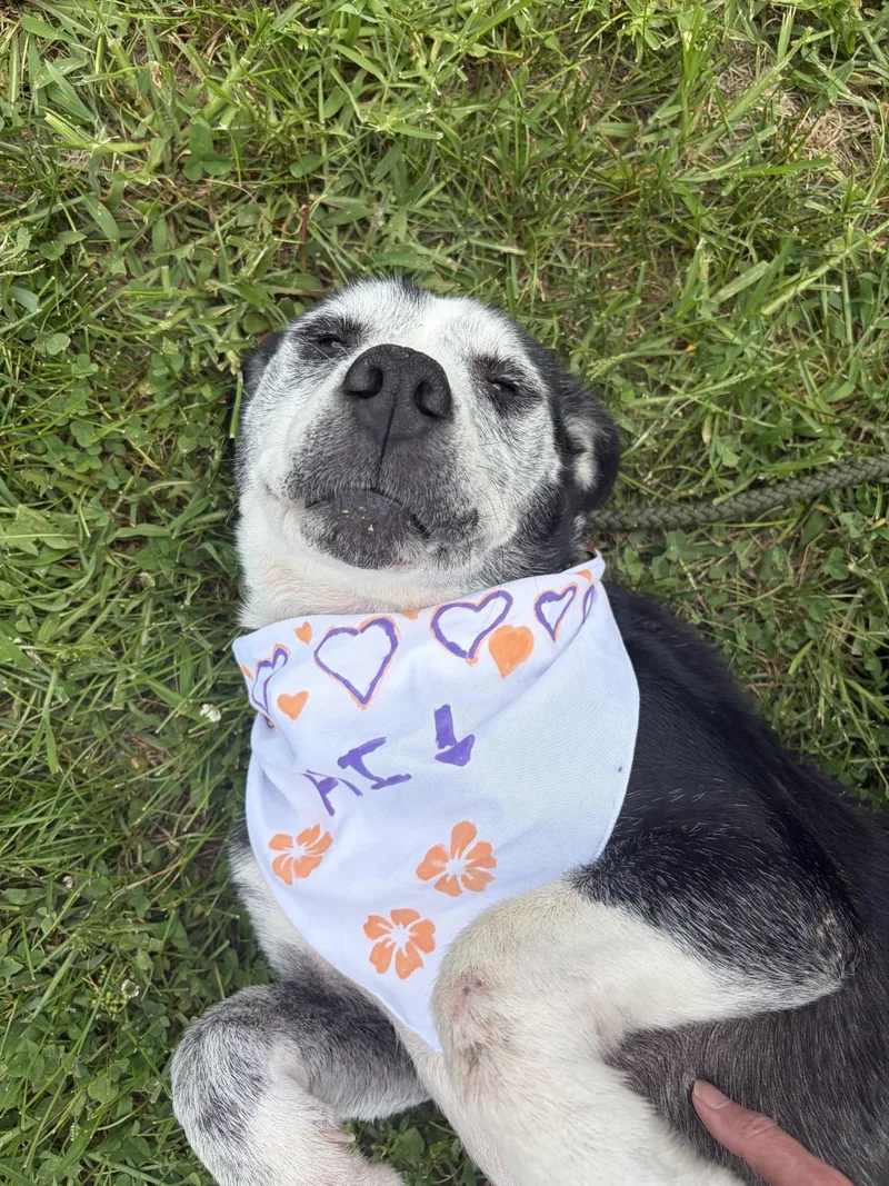 An adult large-sized female Black Norwegian Elkhound dog named Freya for adoption in Winchester, VA