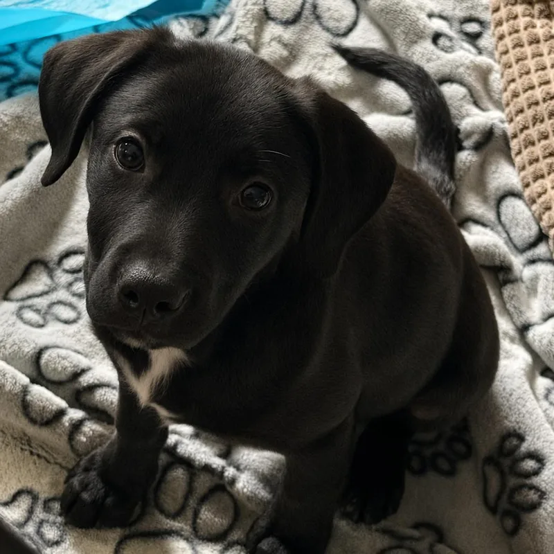 A baby medium-sized female Black Retriever dog named Liberty for adoption in Olathe, KS
