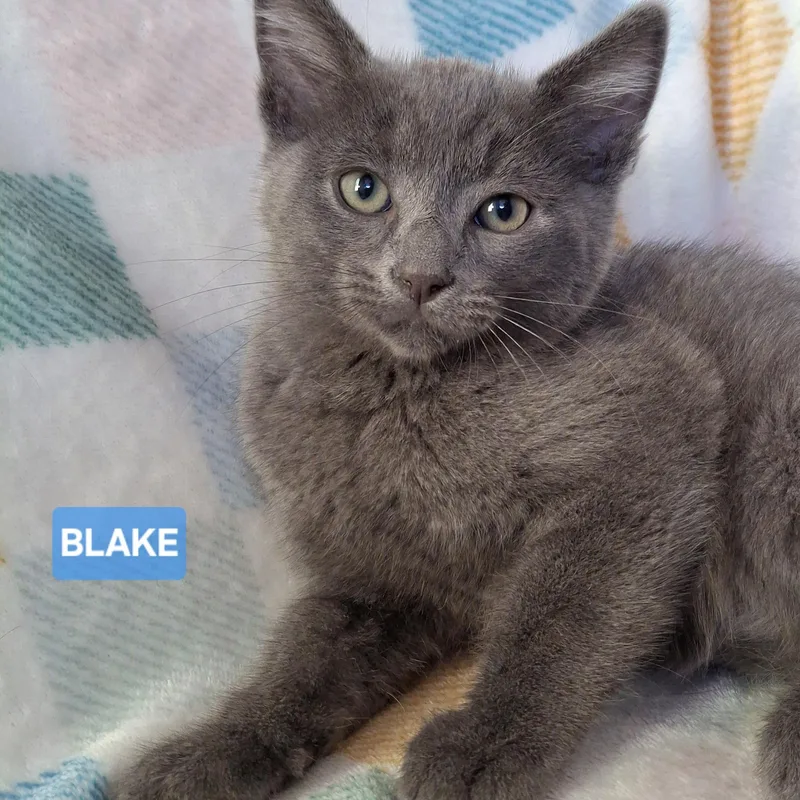 A baby small-sized male Gray / Blue / Silver Russian Blue cat named Blake for adoption in Fullerton, CA
