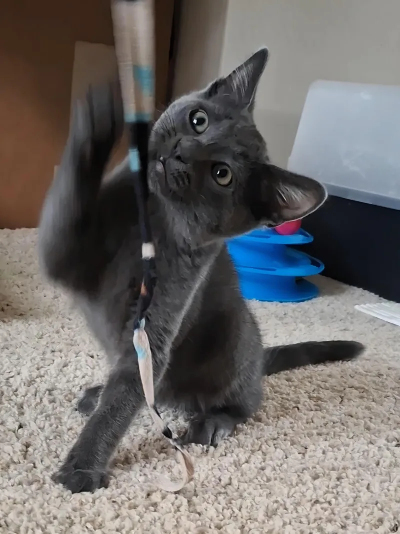 Blake thumbnail 2