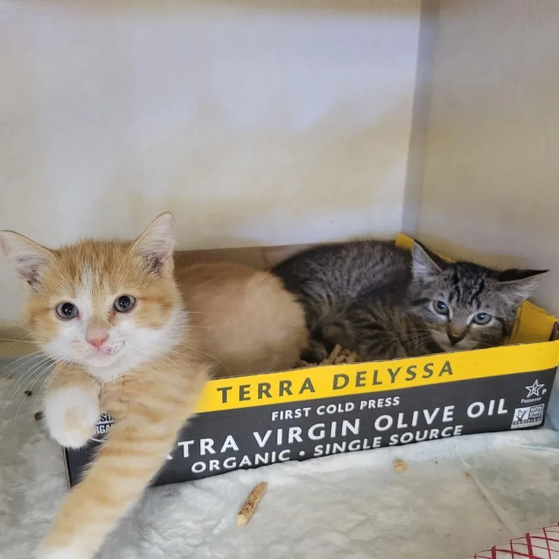 A baby small-sized male Brown / Chocolate Domestic Short Hair cat named Taro for adoption in Westminster, CA