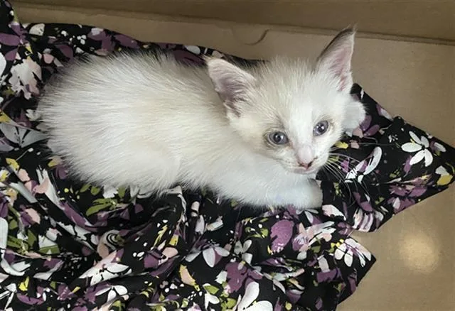 A baby medium-sized female Domestic Short Hair cat named Sammy for adoption in Dallas, TX