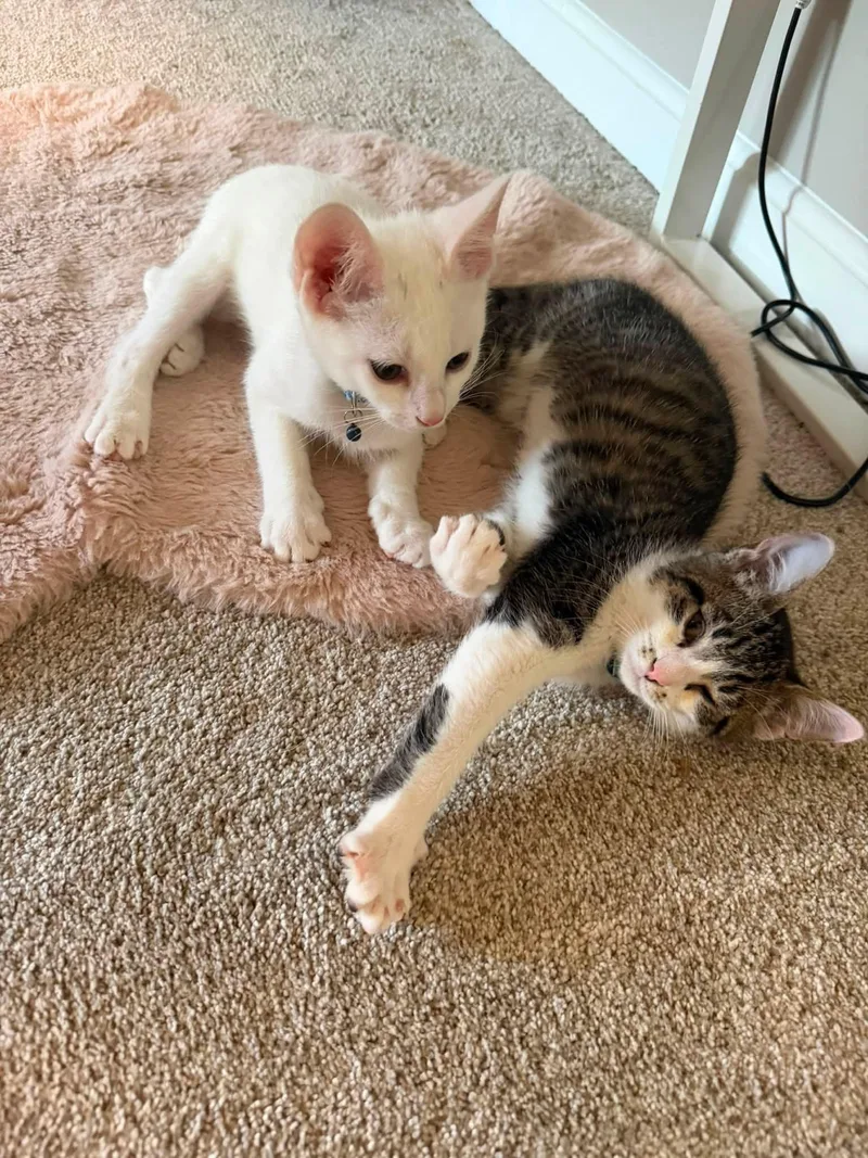 A baby small-sized female White Domestic Short Hair cat named Cinnamon Sugar for adoption in Newport, KY