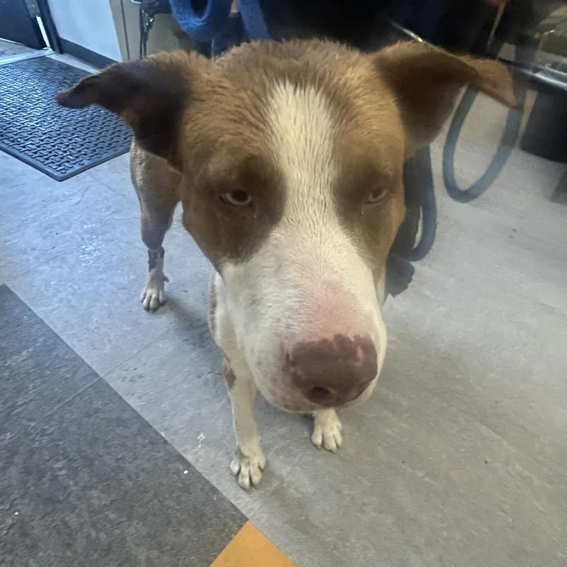 An adult large-sized male Yellow / Tan / Blond / Fawn Mixed Breed dog named Peach for adoption in Philadelphia, PA