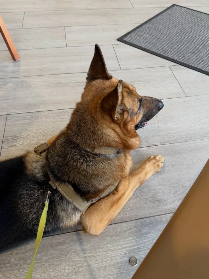 Taz