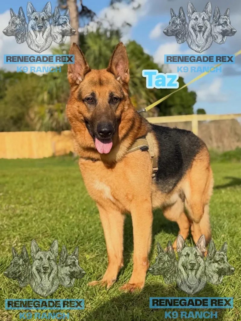 Taz thumbnail 2