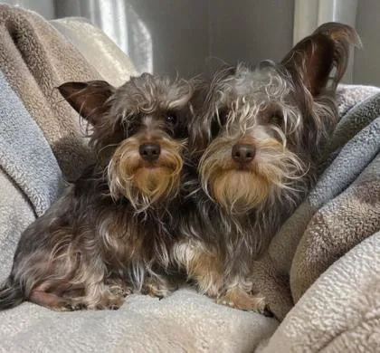 An adult small-sized male Yorkshire Terrier dog named Oscar for adoption in Malvern, PA