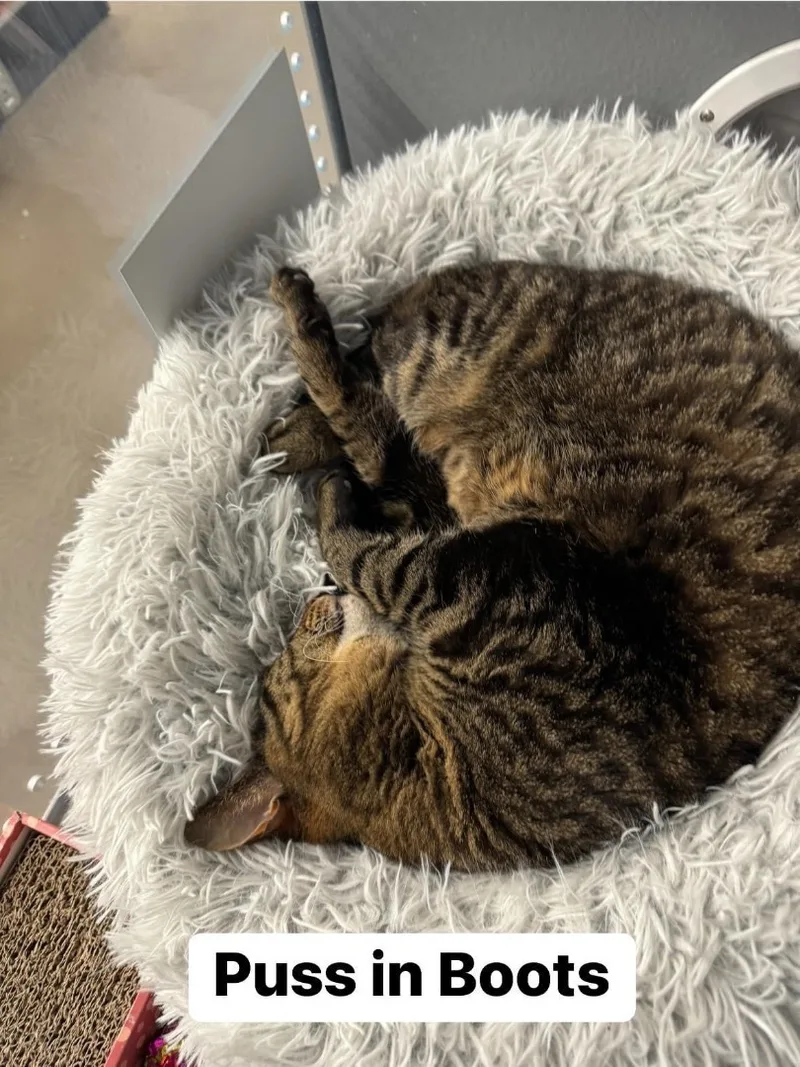 An adult medium-sized male Tabby (Brown / Chocolate) Domestic Short Hair cat named Puss in Boots for adoption in Staten Island, NY