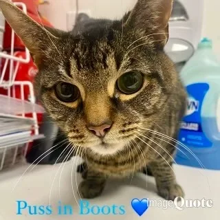 Puss in Boots thumbnail 2