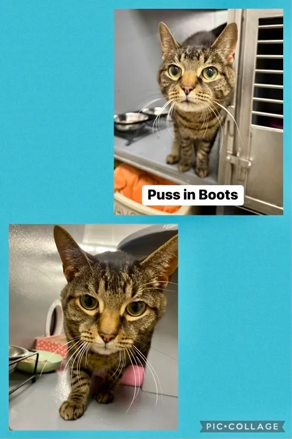 Puss in Boots thumbnail 3