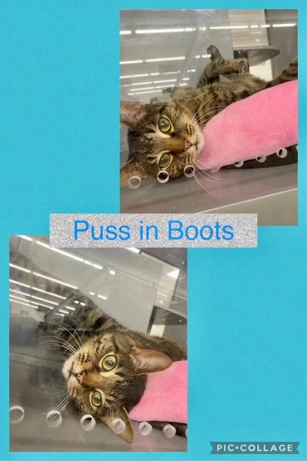 Puss in Boots thumbnail 4