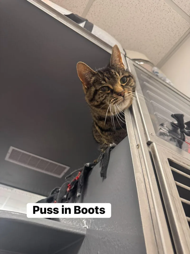 Puss in Boots thumbnail 5