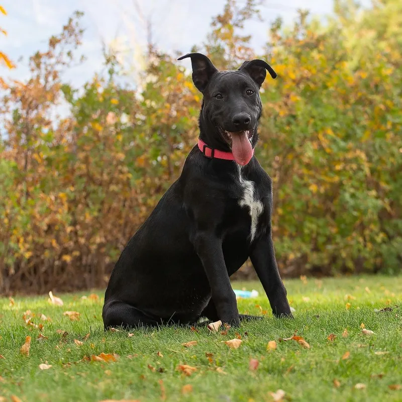 A young large-sized female Black Labrador Retriever dog named Daphne for adoption in Washoe Valley, NV