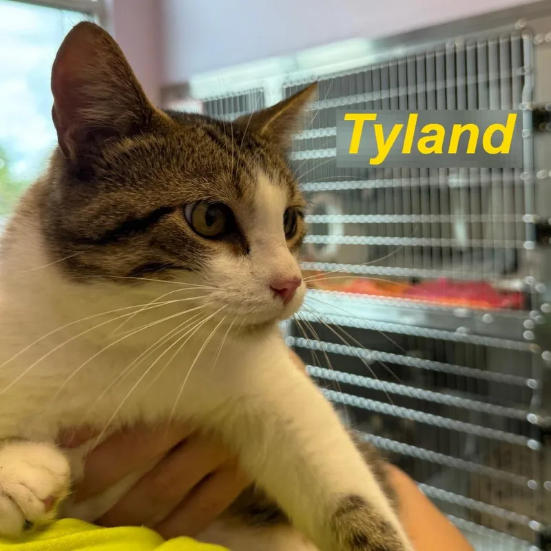 A young large-sized male Gray / Blue / Silver Domestic Short Hair cat named Tyland for adoption in Madisonville, TN