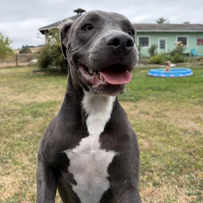 A baby medium-sized female Gray / Blue / Silver Pit Bull Terrier dog named Alina for adoption in Newberg, OR